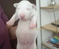 Sinai State kennel new litter