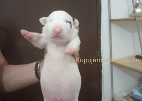 Sinai State kennel new litter - 5/5