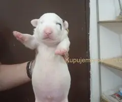 Sinai State kennel new litter