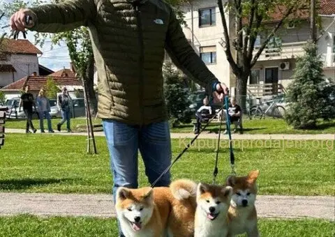 Stenci akita inu-Japanski - 1/5