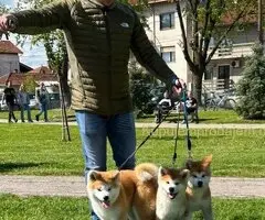Stenci akita inu-Japanski