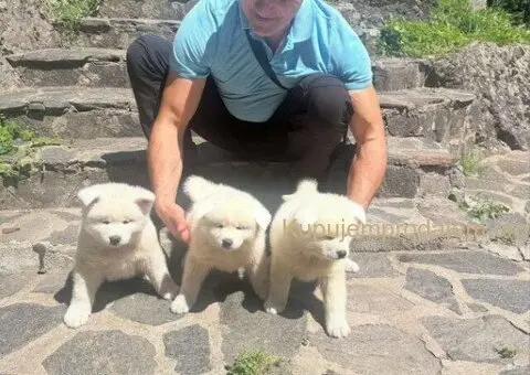 Stenci akita inu-Japanski - 2/5