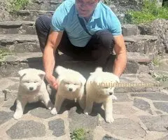 Stenci akita inu-Japanski