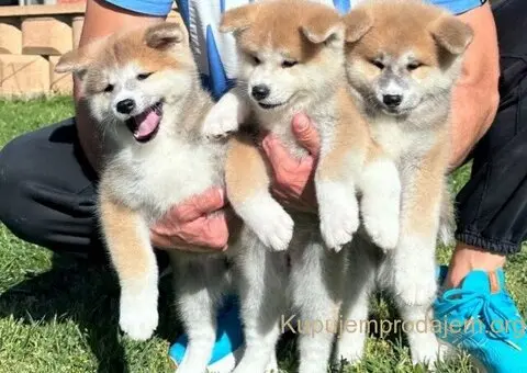 Stenci akita inu-Japanski - 3/5