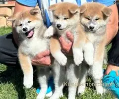 Stenci akita inu-Japanski