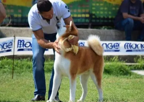 Stenci akita inu-Japanski - 4/5