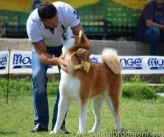 Stenci akita inu-Japanski