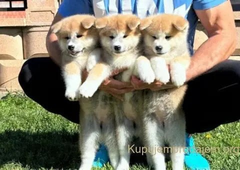 Stenci akita inu-Japanski - 5/5