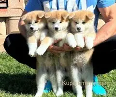 Stenci akita inu-Japanski