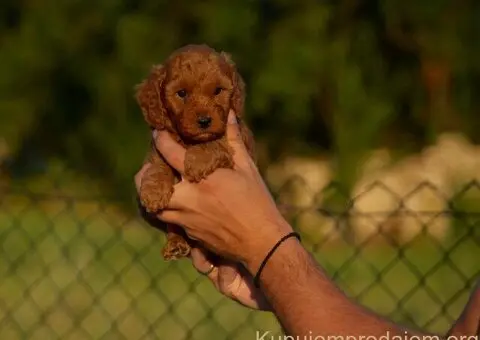 Toy i mini pudle - 1/5