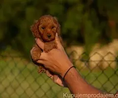 Toy i mini pudle