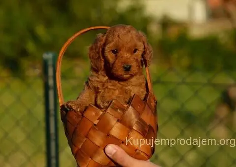 Toy i mini pudle - 2/5