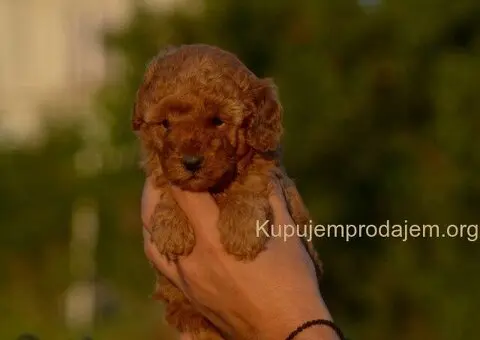 Toy i mini pudle - 3/5