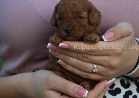 Toy i mini pudle - 4/5