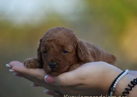 Toy i mini pudle - 5/5