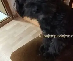 Maltipoo štene