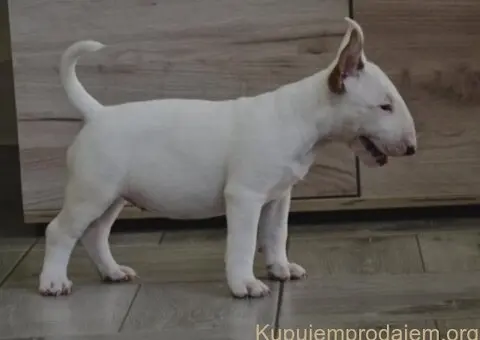 BULL TERRIJERI - 1/8