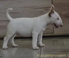 BULL TERRIJERI