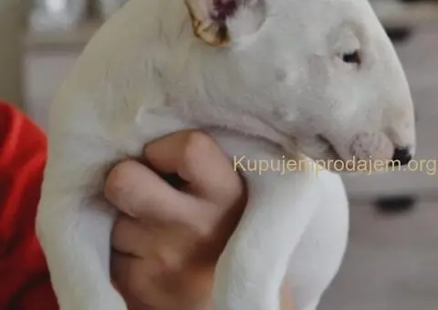 BULL TERRIJERI - 2/8