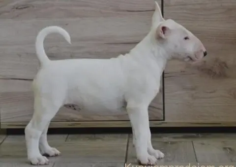 BULL TERRIJERI - 3/8