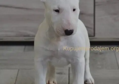 BULL TERRIJERI - 4/8