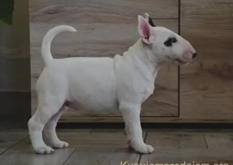 BULL TERRIJERI - 5/8