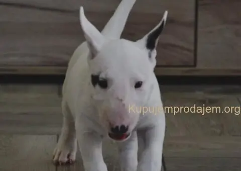 BULL TERRIJERI - 6/8