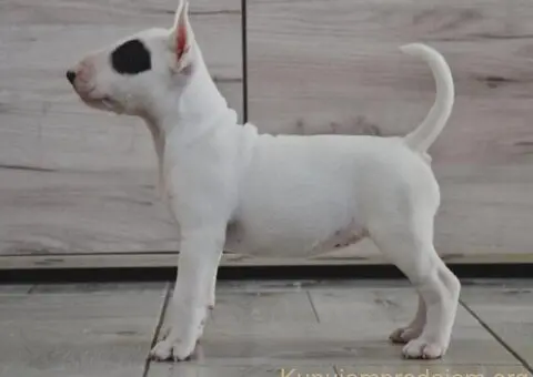 BULL TERRIJERI - 7/8