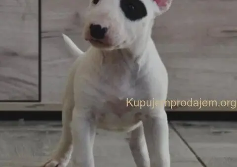 BULL TERRIJERI - 8/8