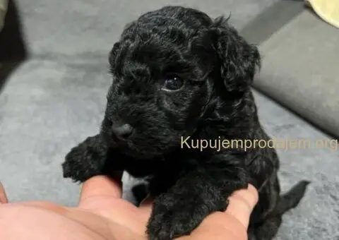 Mini Pudle štenci - 1/11