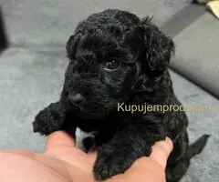 Mini Pudle štenci