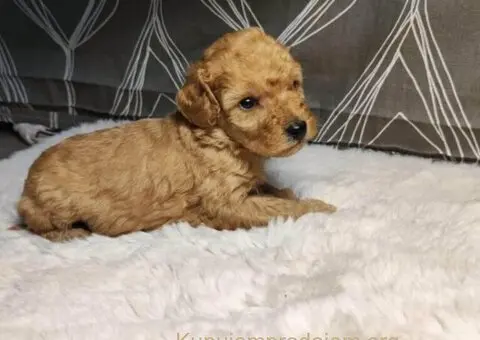 Mini Pudle štenci - 2/11