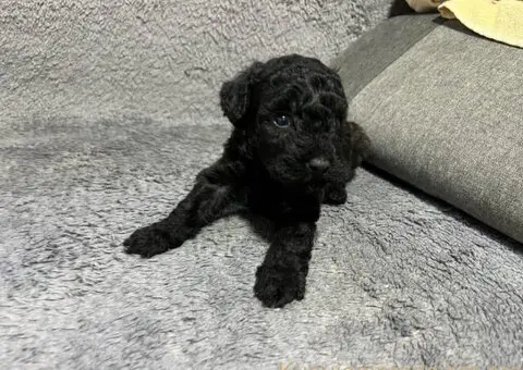 Mini Pudle štenci - 5/11