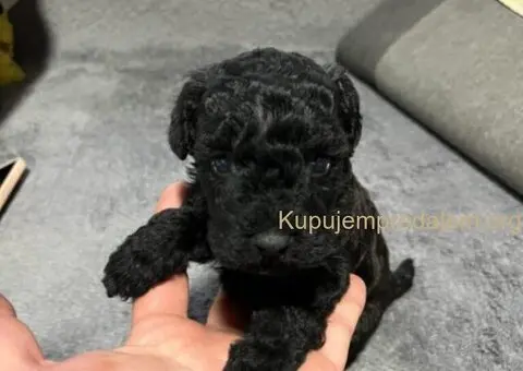 Mini Pudle štenci - 7/11