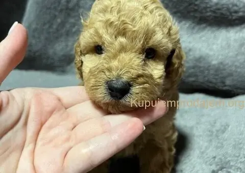 Mini Pudle štenci - 8/11