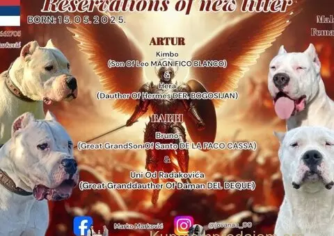 Dogo Argentino štenci - 1/3