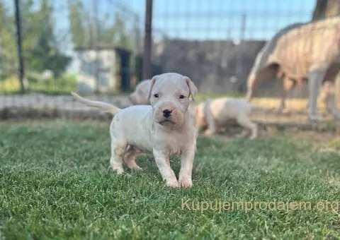 Dogo Argentino štenci - 2/3