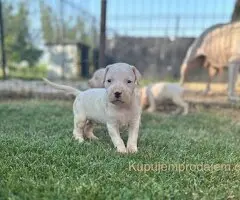 Dogo Argentino štenci