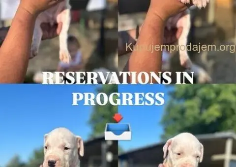 Dogo Argentino štenci - 3/3