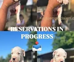 Dogo Argentino štenci