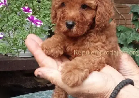 PUDLE, toy i patuljaste - 1/5