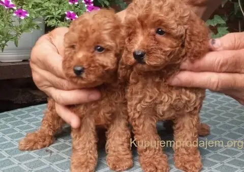 PUDLE, toy i patuljaste - 2/5