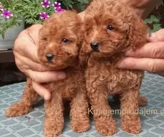 PUDLE, toy i patuljaste