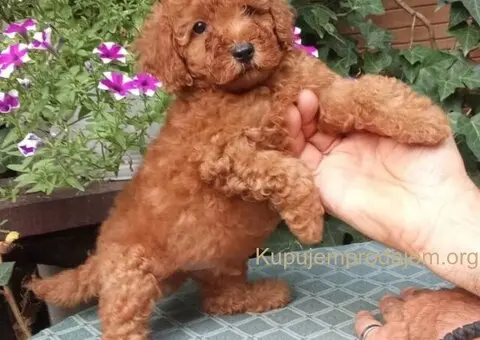 PUDLE, toy i patuljaste - 3/5