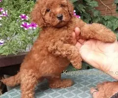 PUDLE, toy i patuljaste