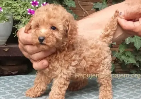 PUDLE, toy i patuljaste - 4/5