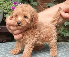 PUDLE, toy i patuljaste