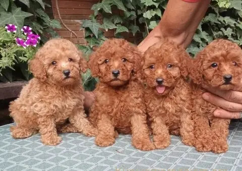 PUDLE, toy i patuljaste - 5/5