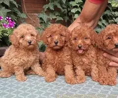 PUDLE, toy i patuljaste