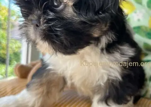 Predivni štenci ši cu rase spremni za nove porodice - 1/12